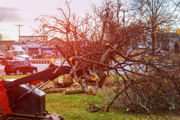 Best Hazardous Tree Removal  in Schuyler, NE